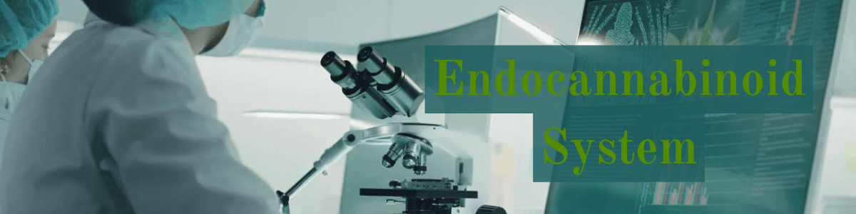 Endo Sys video