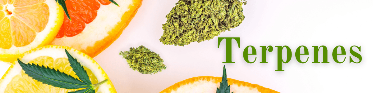 3. Cannabis Terpenes 5 Terps Header 1